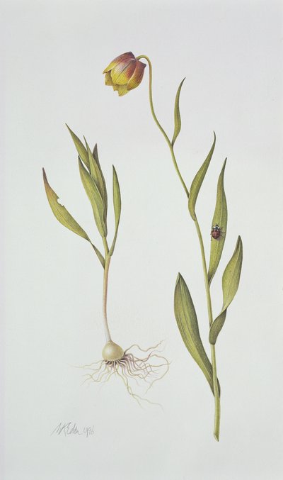Fritillaria Michailovsky by Margaret Ann Eden